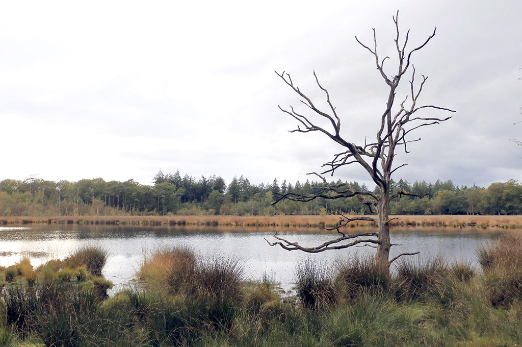 Spiegelingen in het Lunsveen