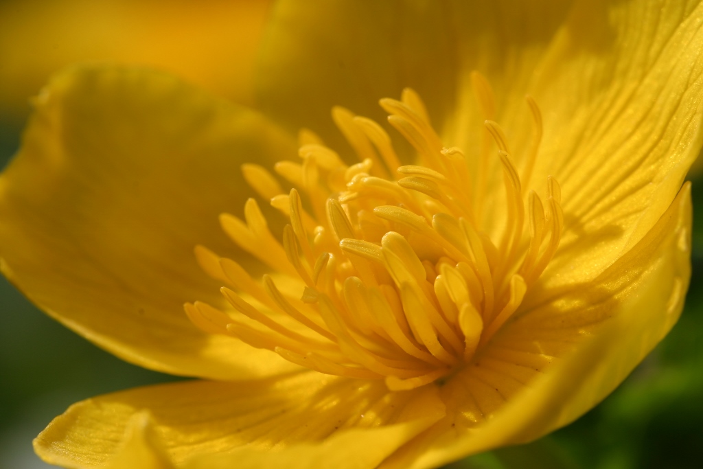 Vroege voorjaarswandeling rond het Smalbroekenloopje