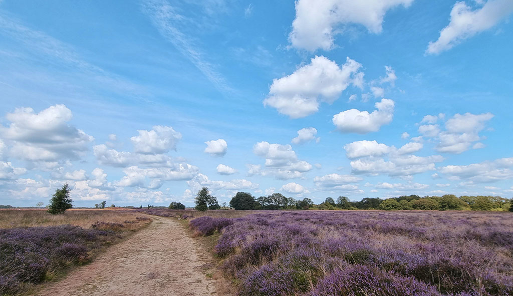 Dwaal mee over het stille Ballooërveld