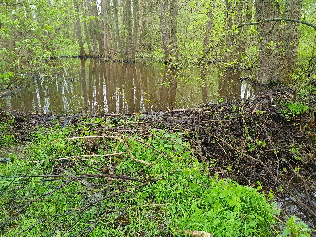Lezing over bevers en beverdammen