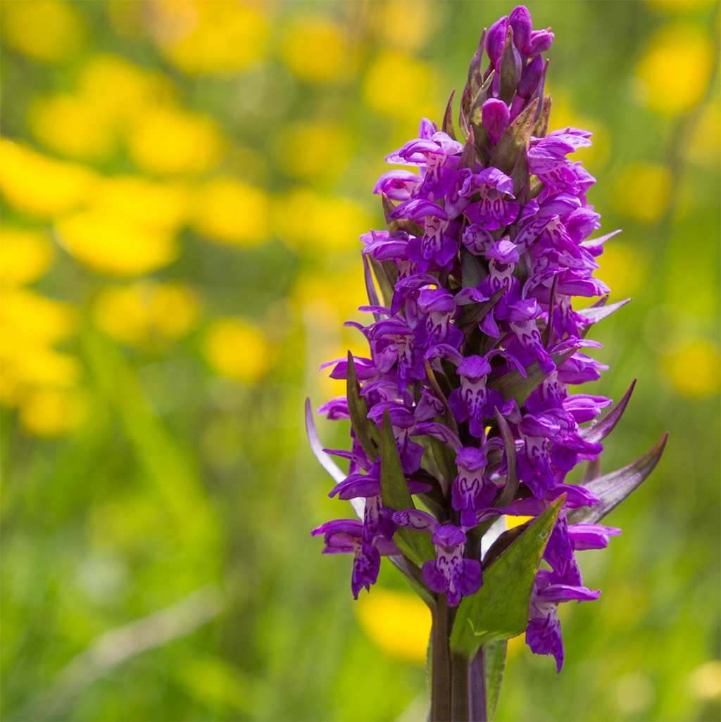 Bloeiende hooilanden langs het Anlooërdiepje