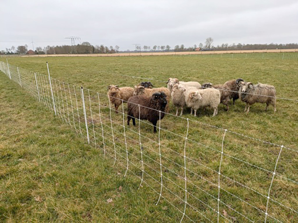 Grote interesse in subsidie voor wolfwerende rasters