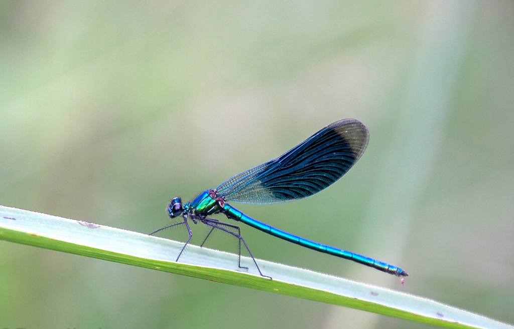 Op zoek naar de weidebeekjuffer