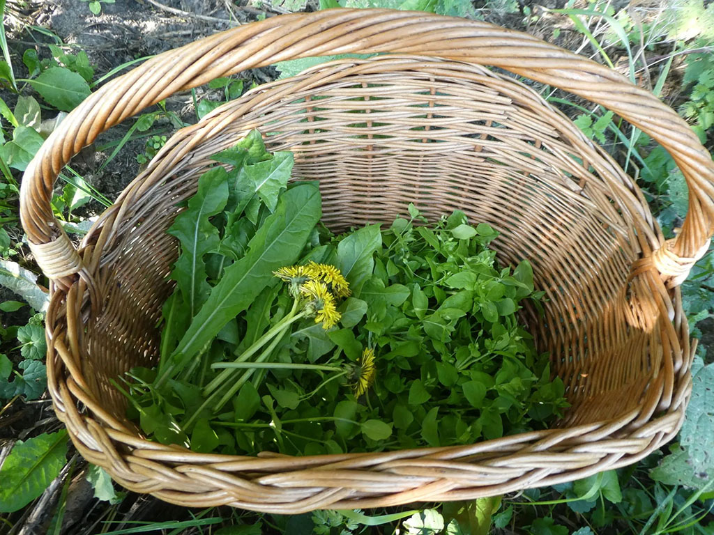 Wildplukken rond Noordsche Veld