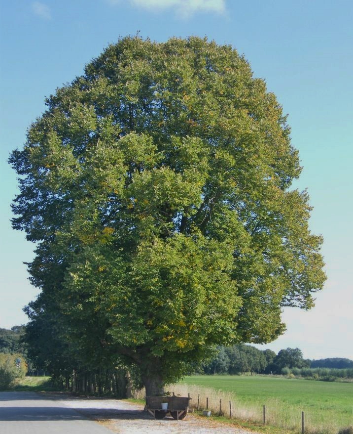 IVN en vrijwilligers controleren monumentale bomen
