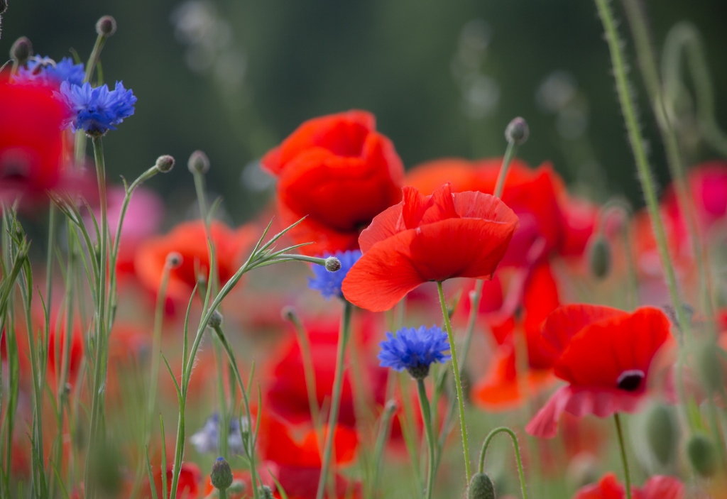 Wandeling voor slechtzienden en blinden