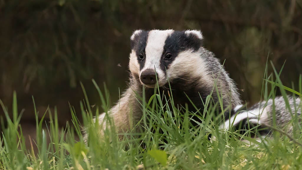 IVN Vries presentatie, “De Das in de Kop van Drenthe”