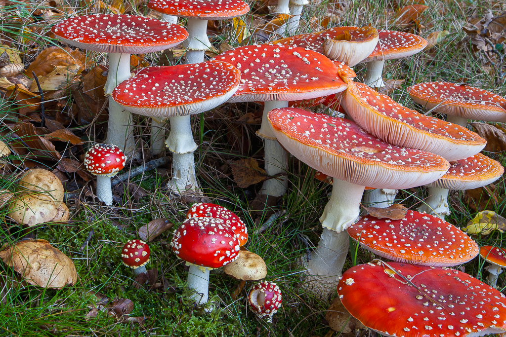 Nog enkele plaatsen bij BioBlitz Paddenstoelen Noordsche Veld