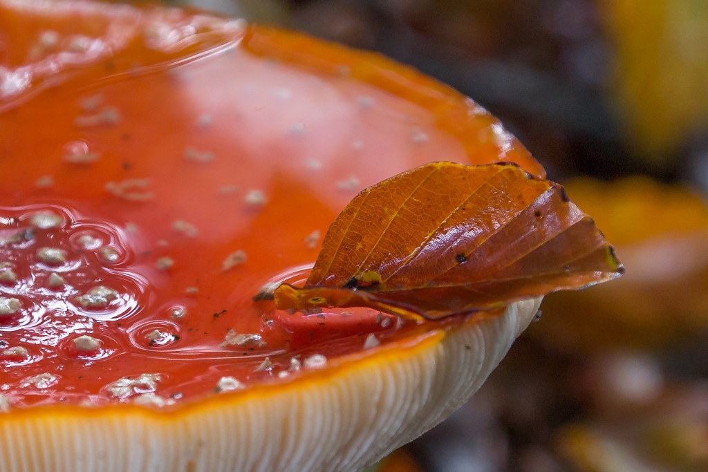 Ontdek de geheimen van het Kniphorstbosch