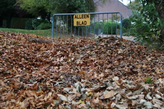 Wij zamelen bladeren in