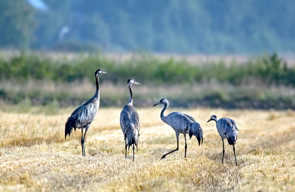 Thema-avond Natuurbeleving rondom het Donderboerveld